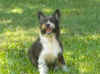Moxie-084.jpg (56974 bytes)
