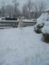 Rasta-enjoying-the-snow.jpg (45565 bytes)