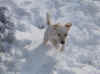 Rasta-snow.jpg (35450 bytes)