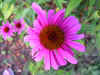 Tuin-13-juli-2003.jpg (63852 bytes)
