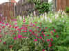 Tuin-juni-2003-2.jpg (115607 bytes)