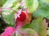Tuin-juni-2003-4.jpg (44820 bytes)