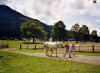 Brixen 2002 paardrijden.jpg (90388 bytes)