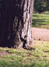 London 2003 hide-and-seek.jpg (183799 bytes)